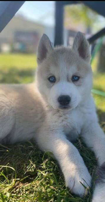 فيلا Tonnay-Charenteفي Gite Des Huskys المظهر الخارجي الصورة