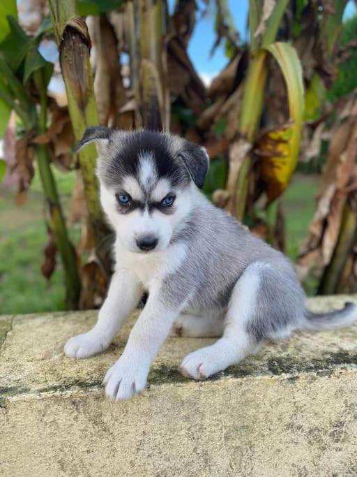 فيلا Tonnay-Charenteفي Gite Des Huskys المظهر الخارجي الصورة