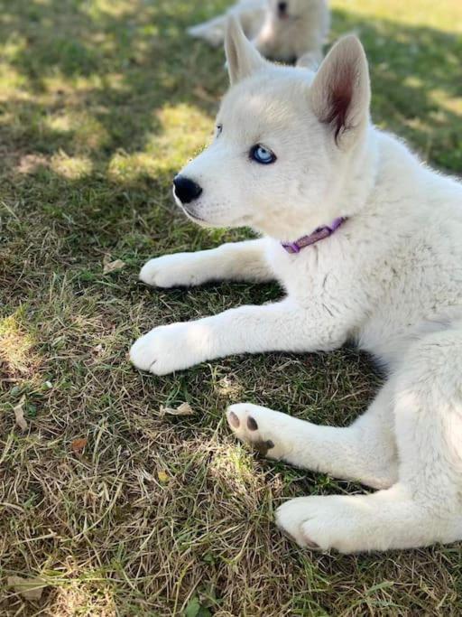 فيلا Tonnay-Charenteفي Gite Des Huskys المظهر الخارجي الصورة