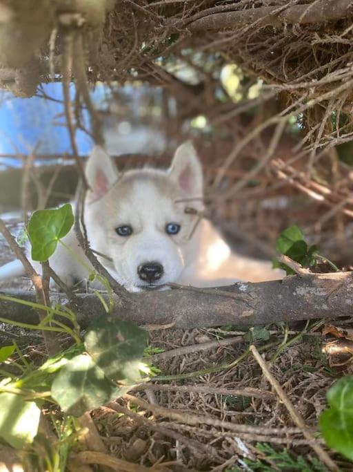 فيلا Tonnay-Charenteفي Gite Des Huskys المظهر الخارجي الصورة