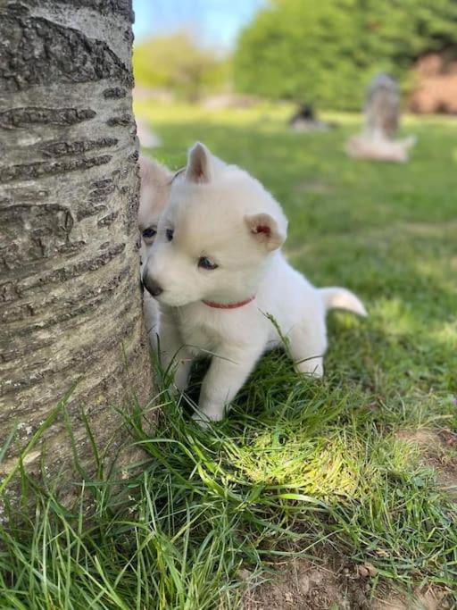 فيلا Tonnay-Charenteفي Gite Des Huskys المظهر الخارجي الصورة