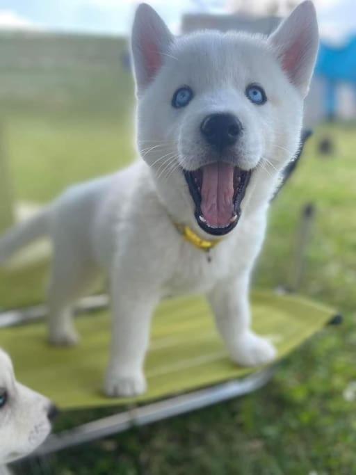 فيلا Tonnay-Charenteفي Gite Des Huskys المظهر الخارجي الصورة