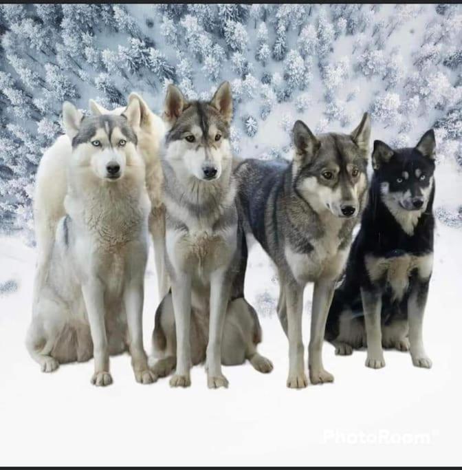 فيلا Tonnay-Charenteفي Gite Des Huskys المظهر الخارجي الصورة
