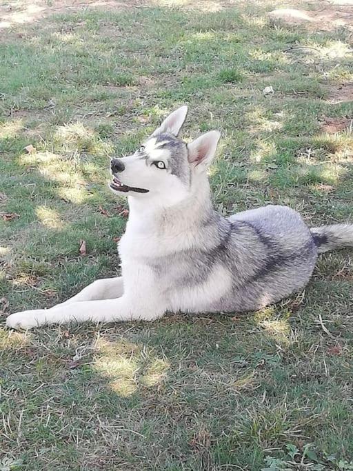 فيلا Tonnay-Charenteفي Gite Des Huskys المظهر الخارجي الصورة