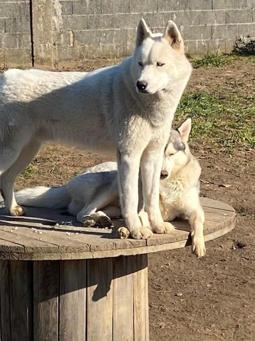 فيلا Tonnay-Charenteفي Gite Des Huskys المظهر الخارجي الصورة